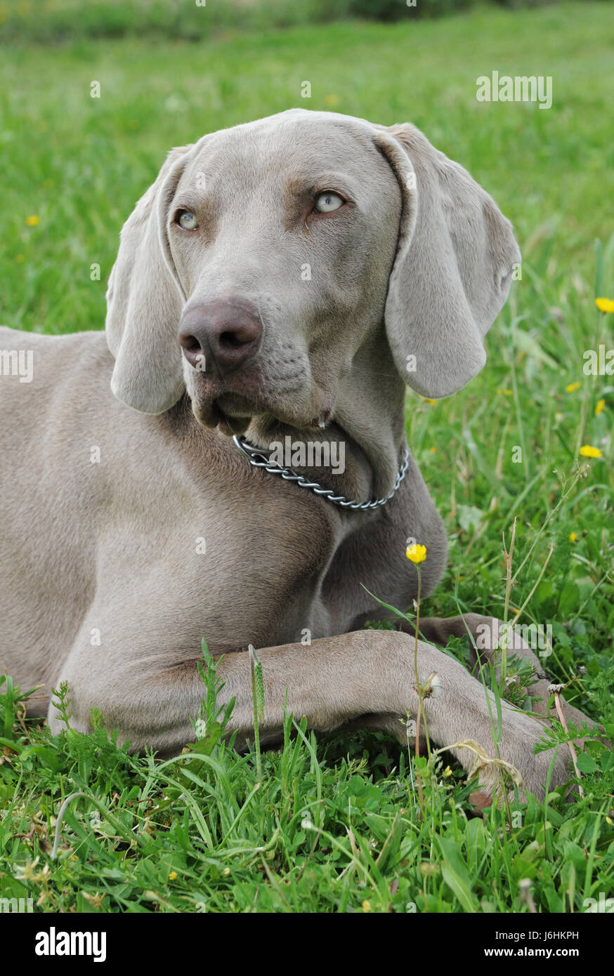 Lügen Sie Lügen Lügen Hund Welpe unten jüngere Tiere Haustier Säugetier Feld Silber Junghund Stockfoto