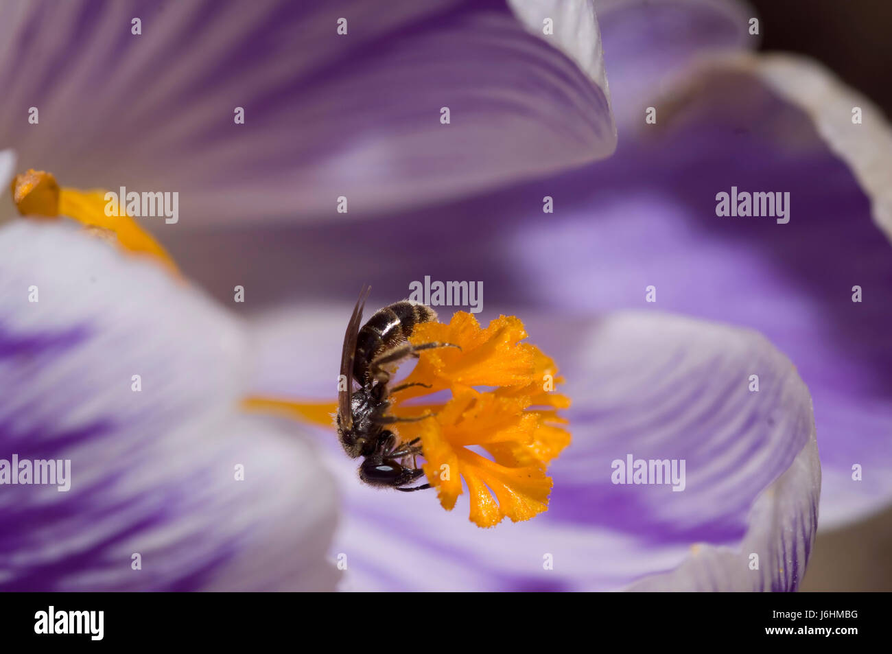 Blume Pflanze Frühling violett März Insekt Biene schönes beauteously schönes Blatt Stockfoto