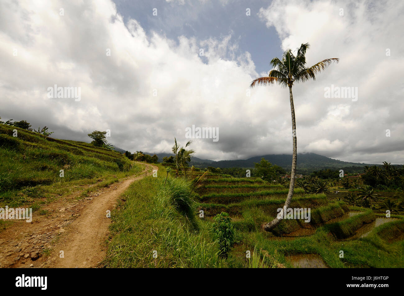 Aliment Futterpflanze Bali Reisfeld Anbau ernten einfügen Agrarwirtschaft Stockfoto