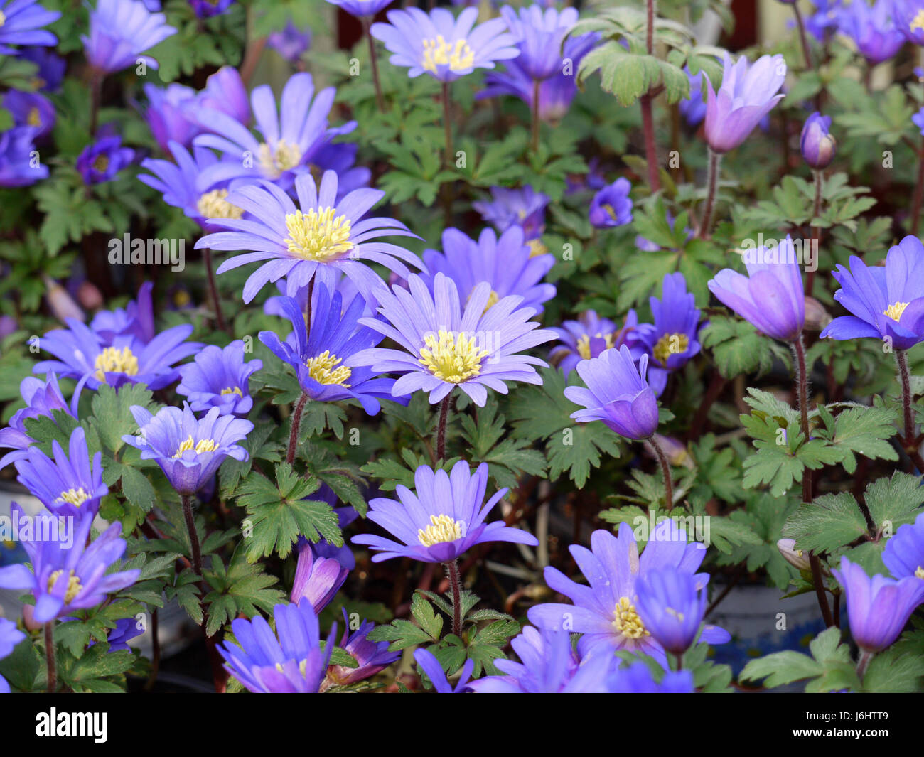 Blaue Blume Blumen Pflanzen Bluten Fruhling Lila Violett Anemone Bluten Blau Stockfotografie Alamy