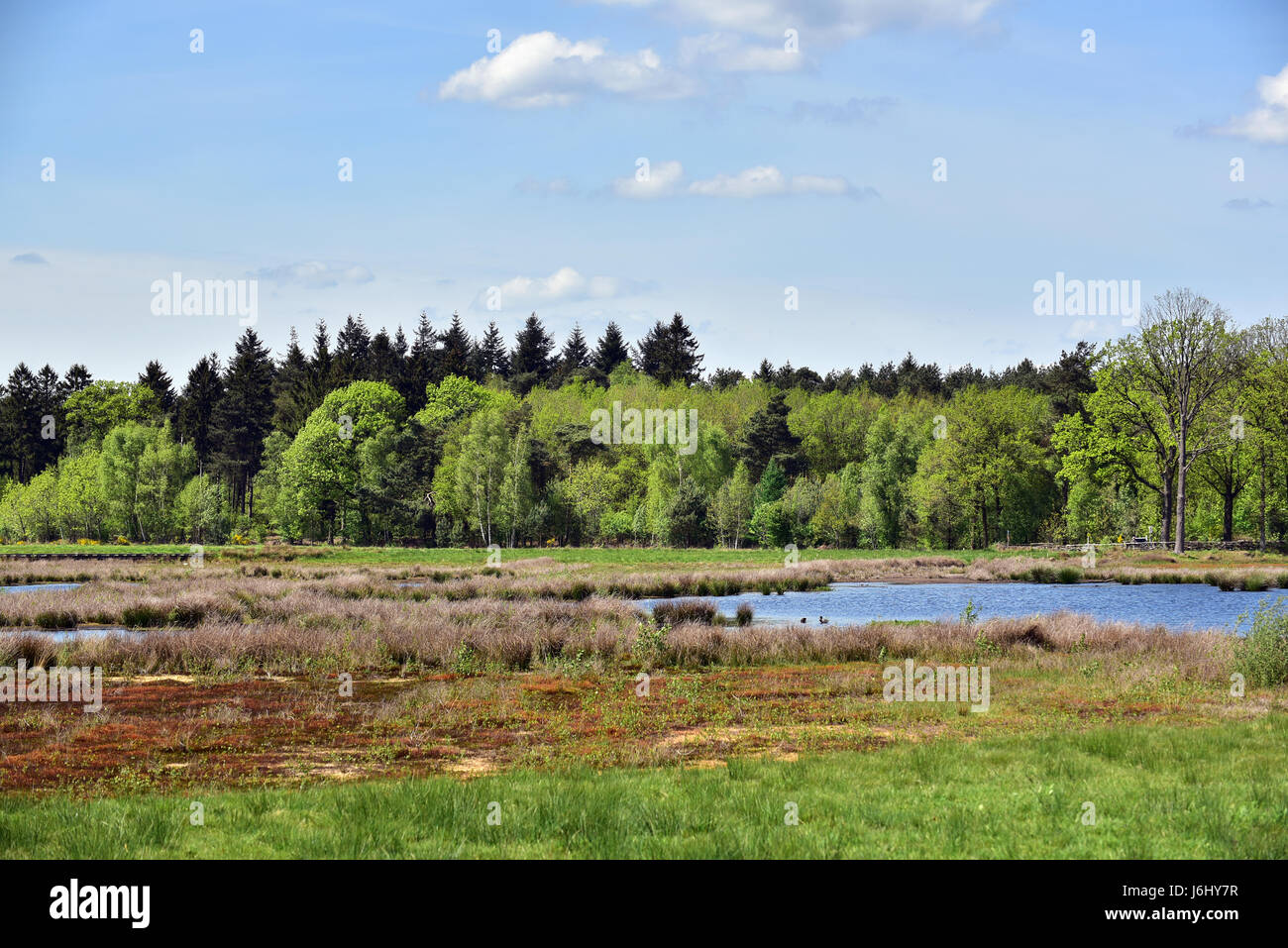 Frühling am Nationalpark Dwingelderveld, Drenthe, Niederlande Stockfoto