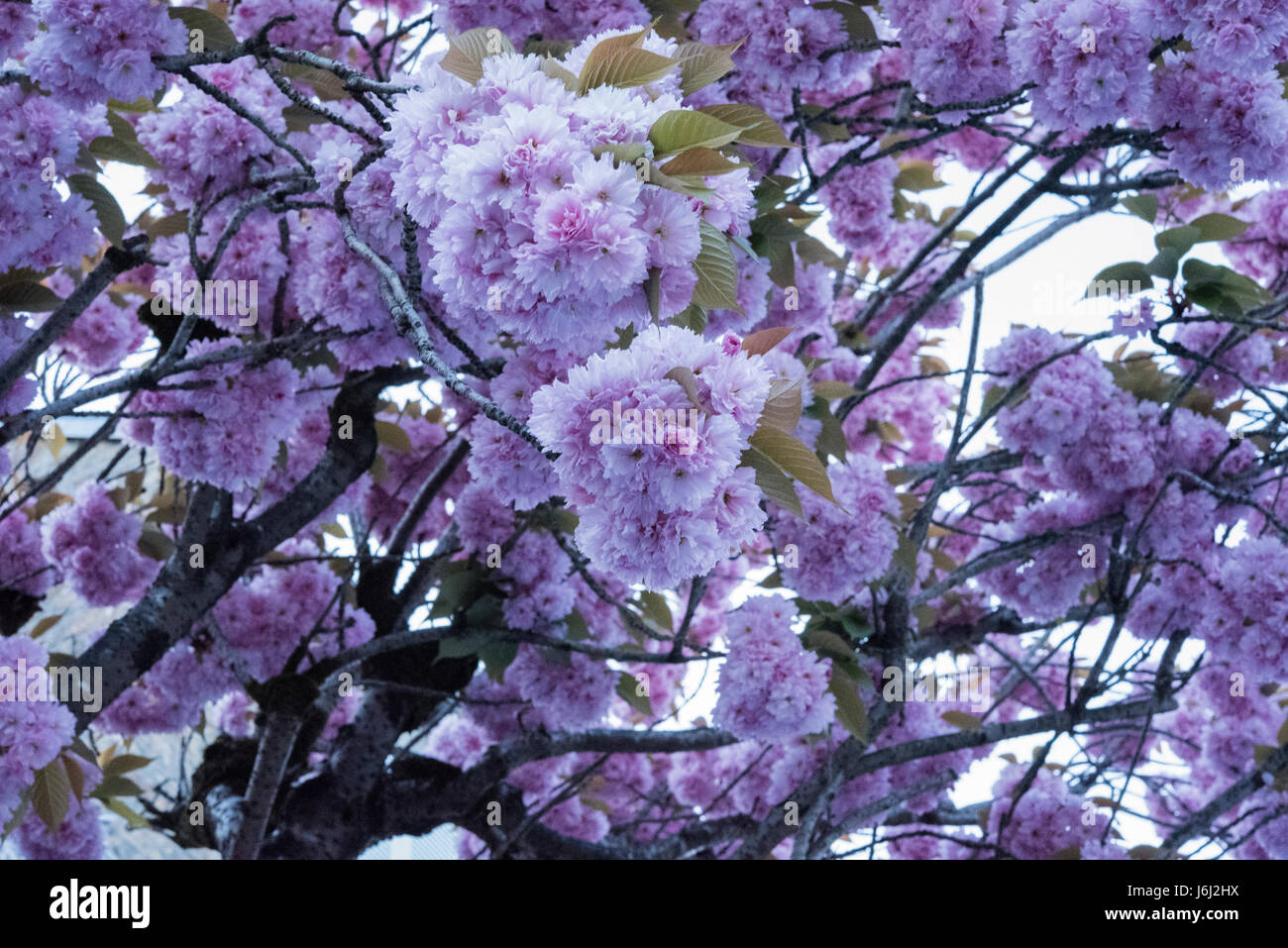 Schöne Blumen in Avranches, Normandie, Frankreich Stockfoto