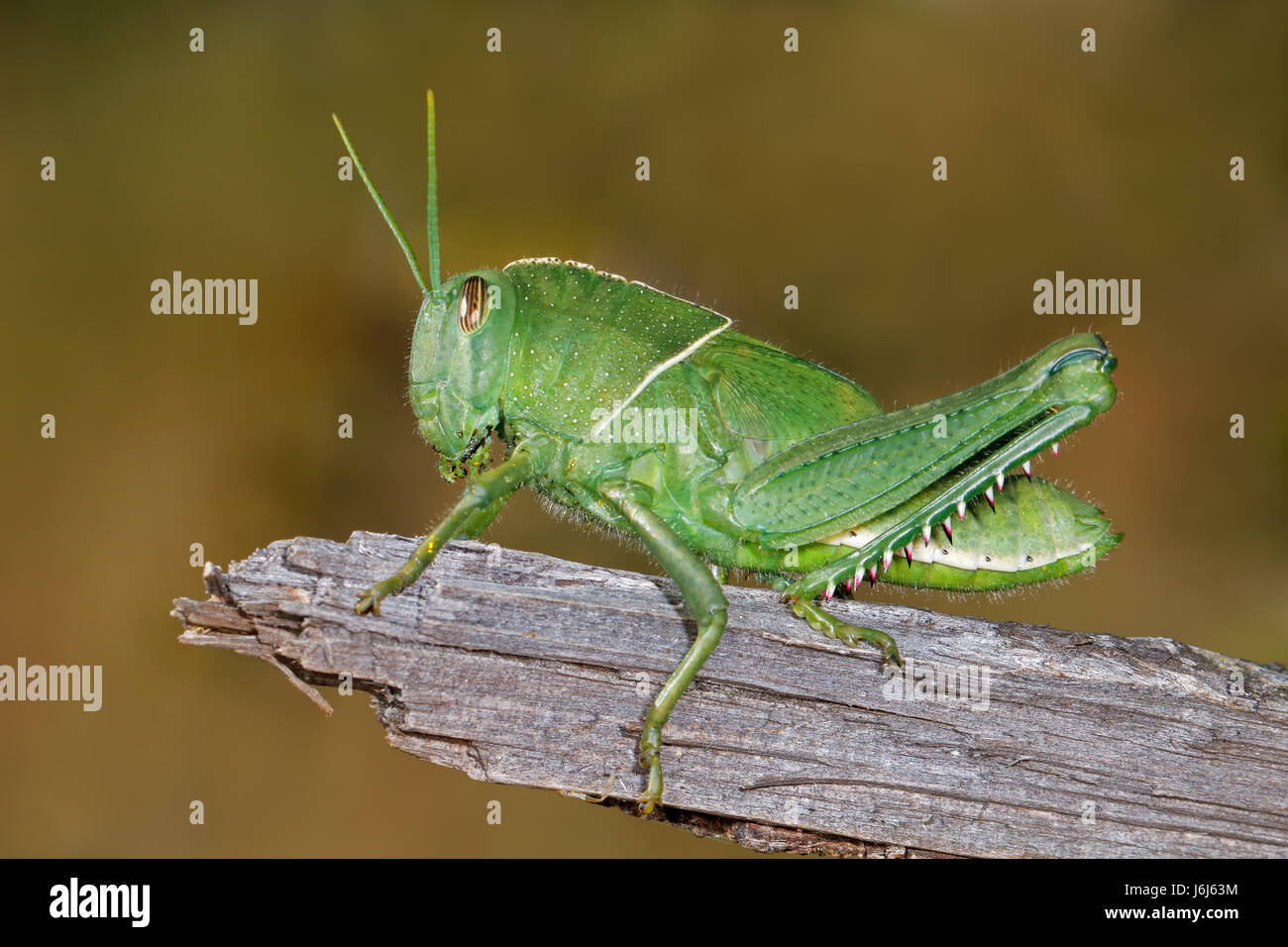 Nymphe der eine Garten Heuschrecke (Acanthacris Ruficornis) auf einem Ast, Südafrika Stockfoto