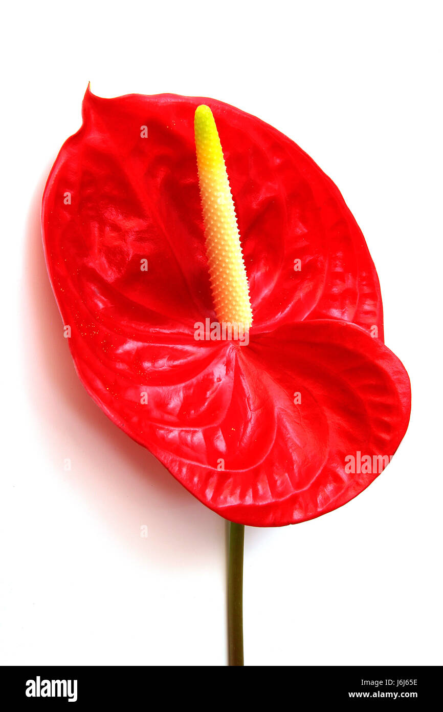 rote Blume, Anthurium, roten Blten, Pflanzen, Blte rot, weier  Hintergrund Stockfotografie - Alamy