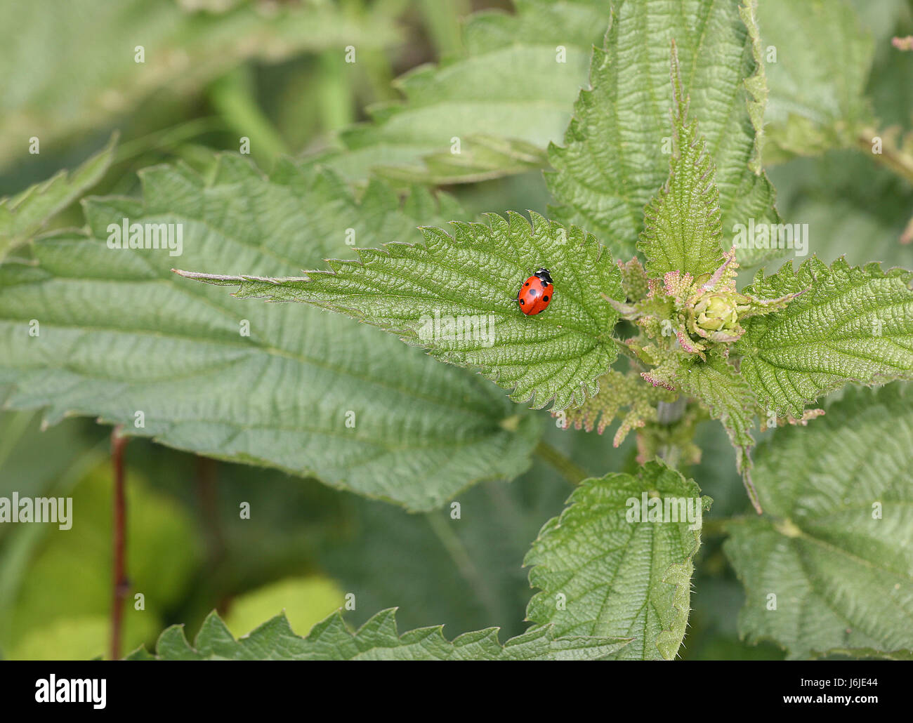 Marienkäfer Stockfoto