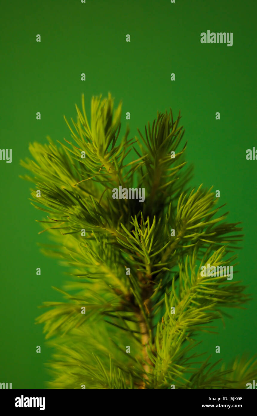 Wachsende Konifere Sämling auf grünem Hintergrund. Schöne Nahaufnahme Foto des schnell wachsenden Nadelbaum Sämling auf grünem Hintergrund. Stockfoto