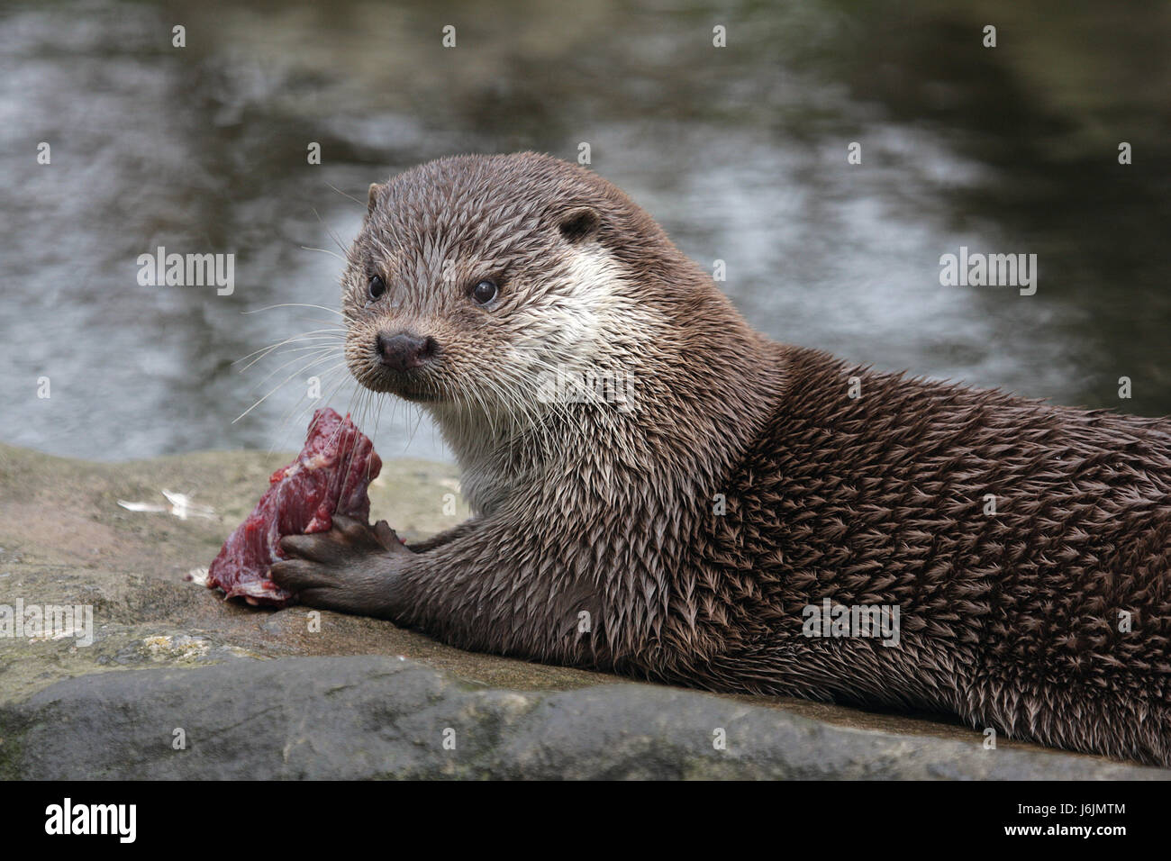 Otter Stockfoto