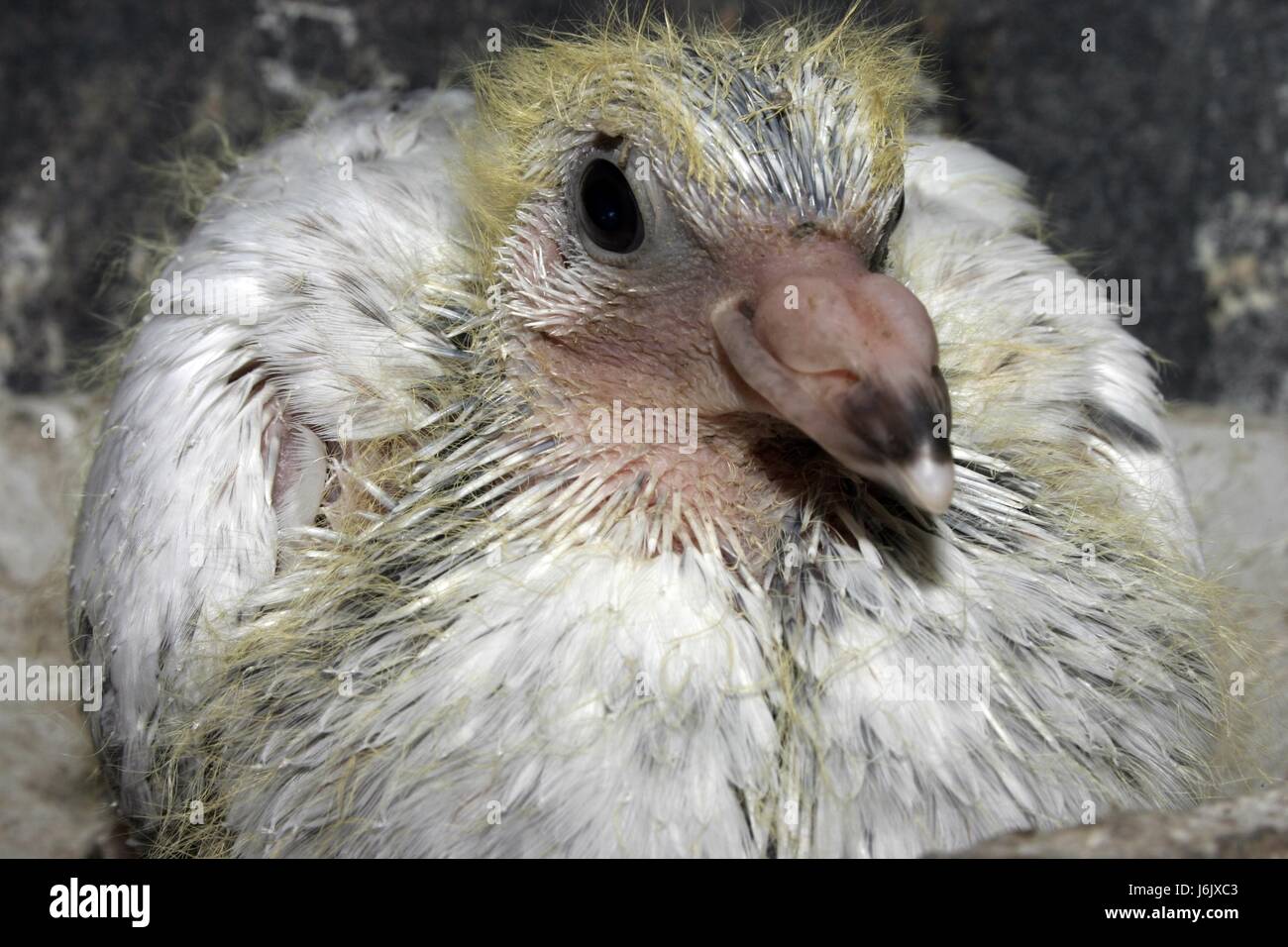 Junge Taube post Stockfoto