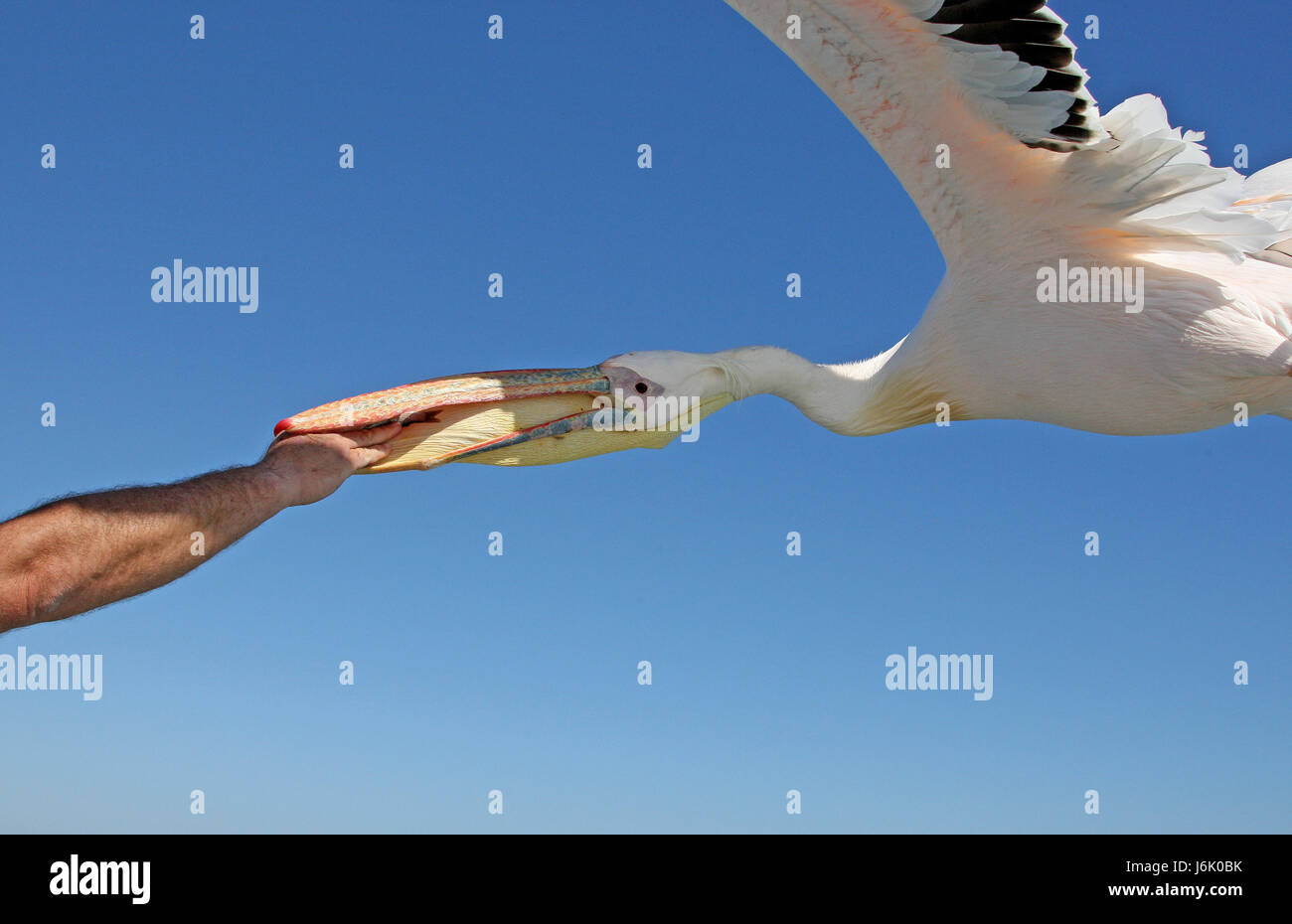 Fütterung ein Pelikan im Flug Stockfoto