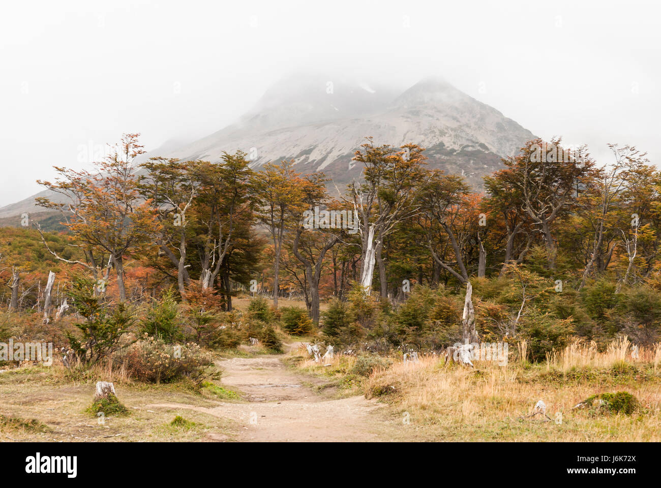 Herbstliche Landschaft, Ushuaia, Argentinien, Südamerika Stockfoto