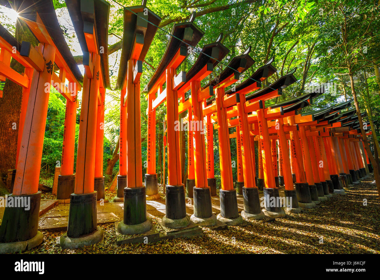 Torii-Tore in Kyoto Stockfoto
