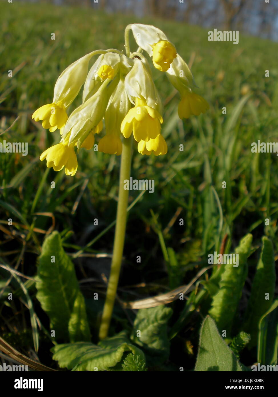 grüne Blüten bluten Primel Wiese Rasen Rasen gelb grüne Blüten ... grüne Blüten bluten Primel Wiese Rasen Rasen gelb grüne Blüten ...