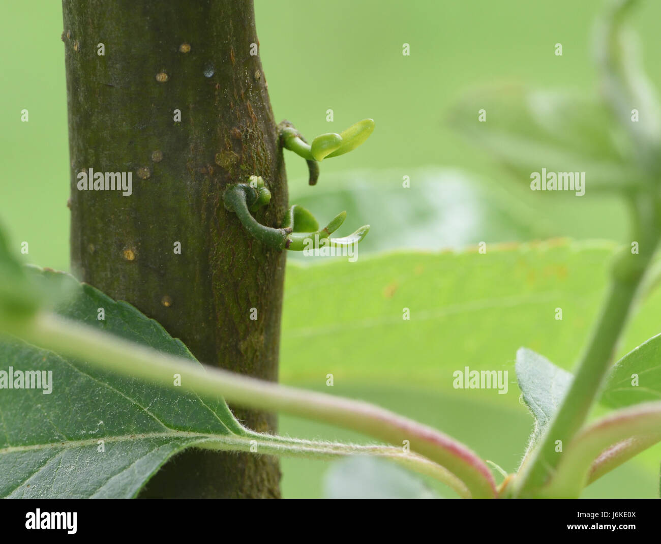 Zweiten Sie Jahres Mistel-Sämlinge (Viscum Album) wächst auf einem Baum Holzapfel (Malus 'Golden Hornet'). Bedgebury Wald, Kent, UK. Stockfoto