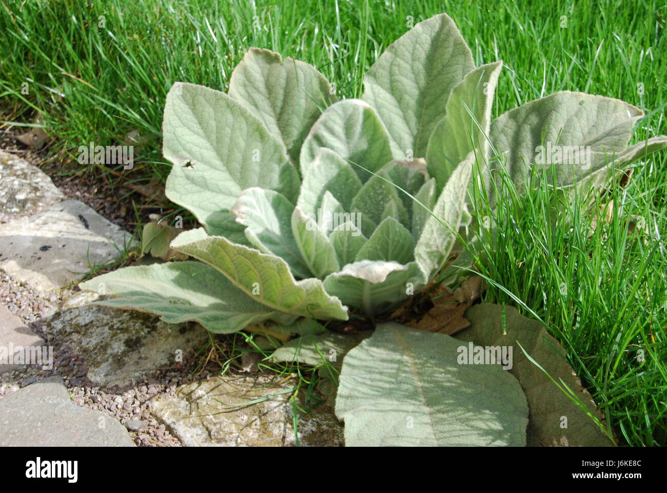 Pflanzen Sie Pflanzen Strauch Heilpflanze Naturheilkunde Steingarten  winterhart Naturkosmetik Stockfotografie - Alamy