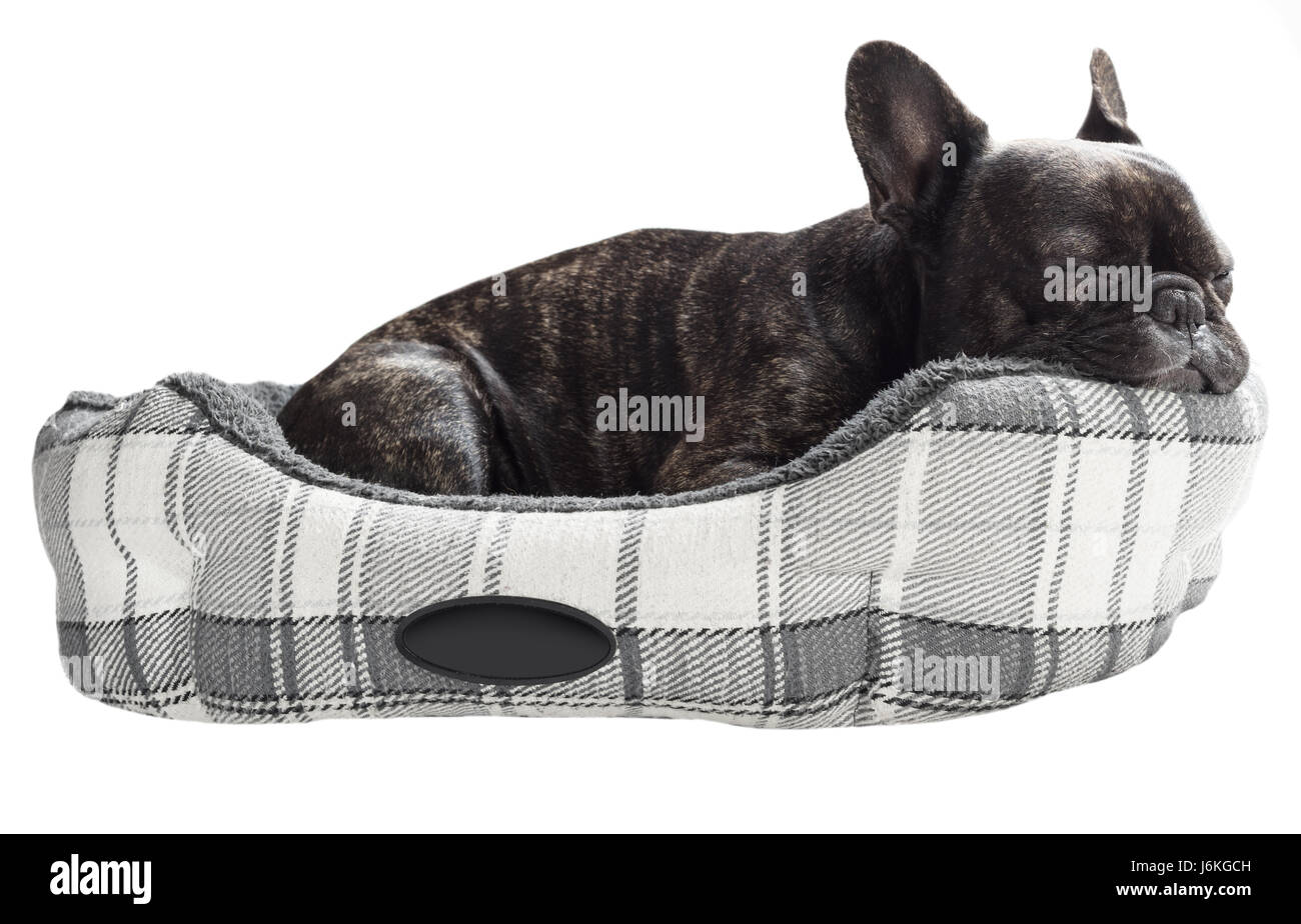 Franzsische Bulldogge schlafen im Bett auf weien Hintergrund isoliert  Stockfotografie - Alamy