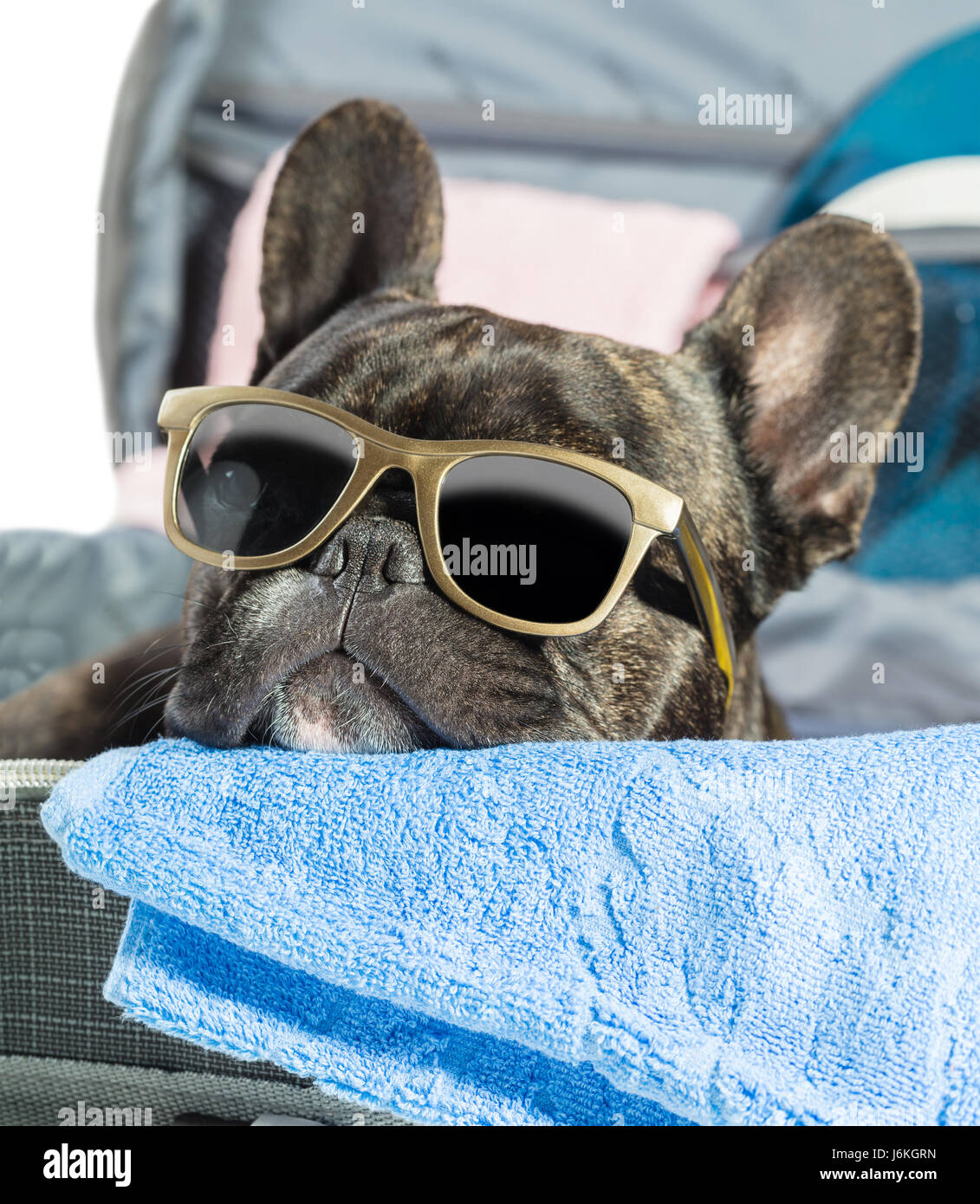 Französische Bulldogge mit Brille liegen in einem Koffer-Nahaufnahme  Stockfotografie - Alamy