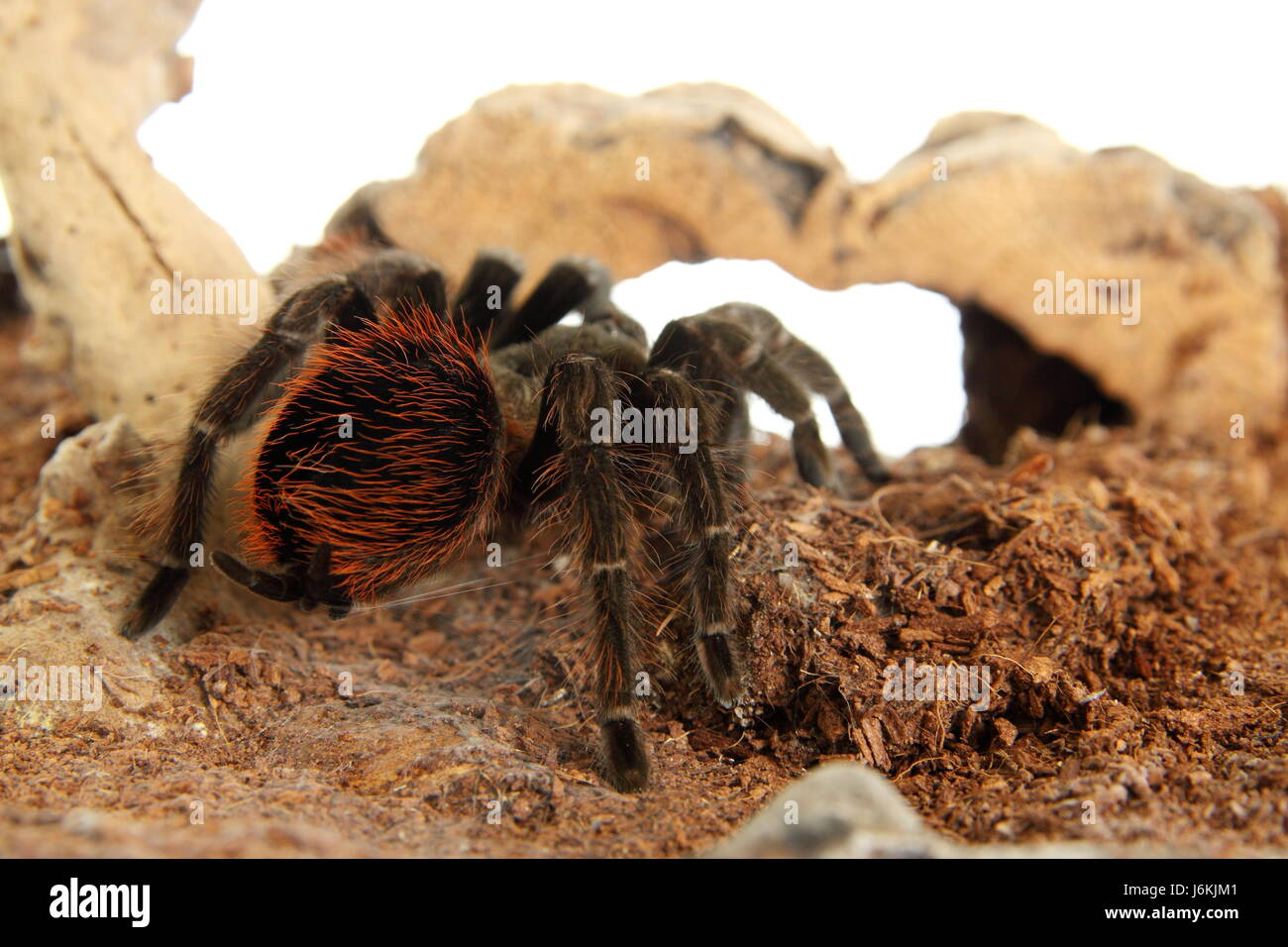 Vogelspinne Brachypelma Vagans im terrarium Stockfotografie Alamy