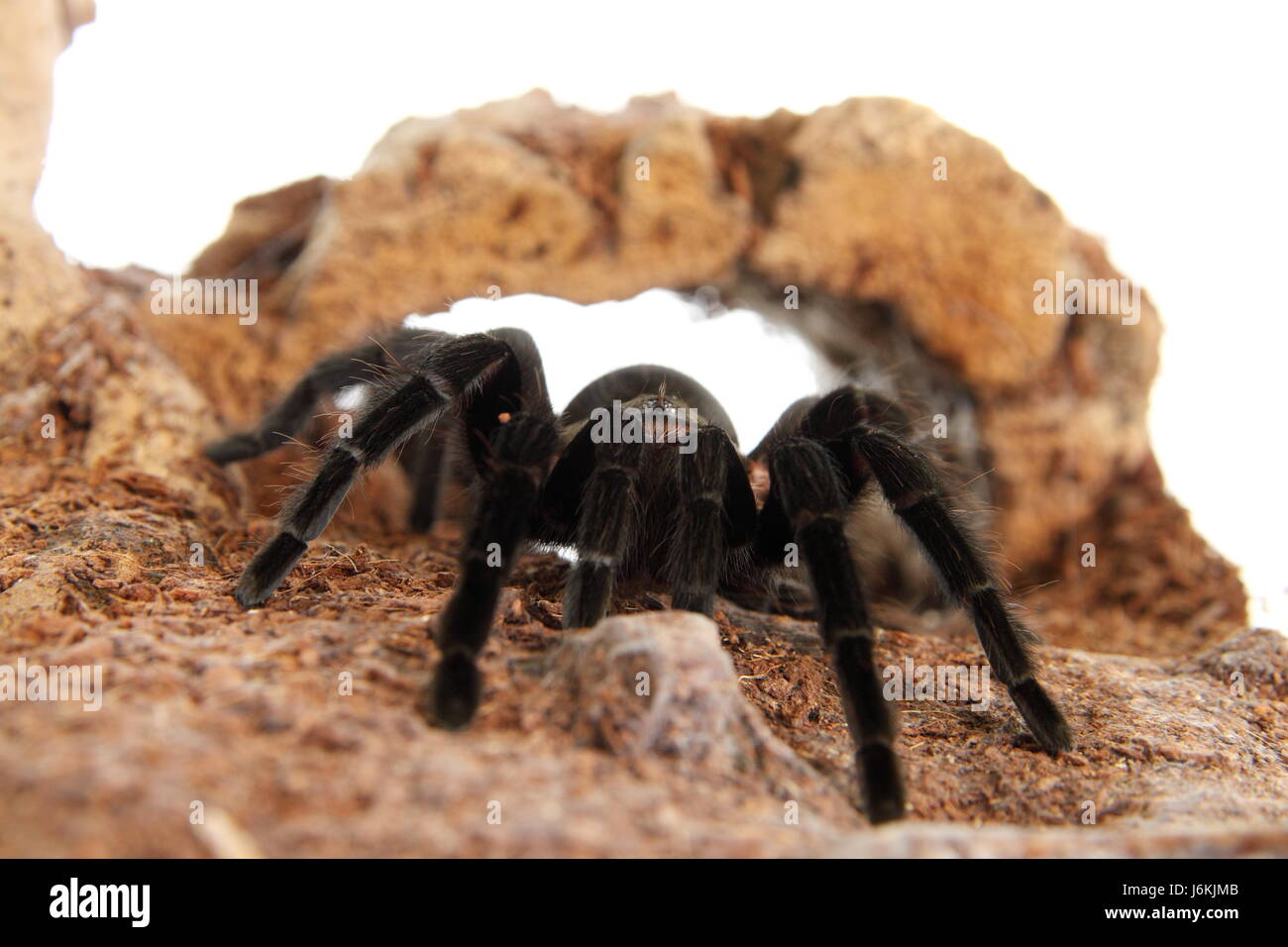 Vogelspinne Brachypelma Vagans im terrarium Stockfotografie Alamy