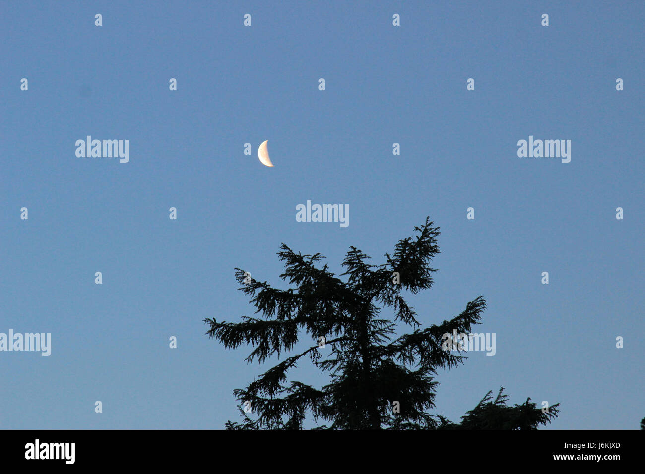Mond über Baum am frühen Morgen in Cobham Surrey UK Stockfoto