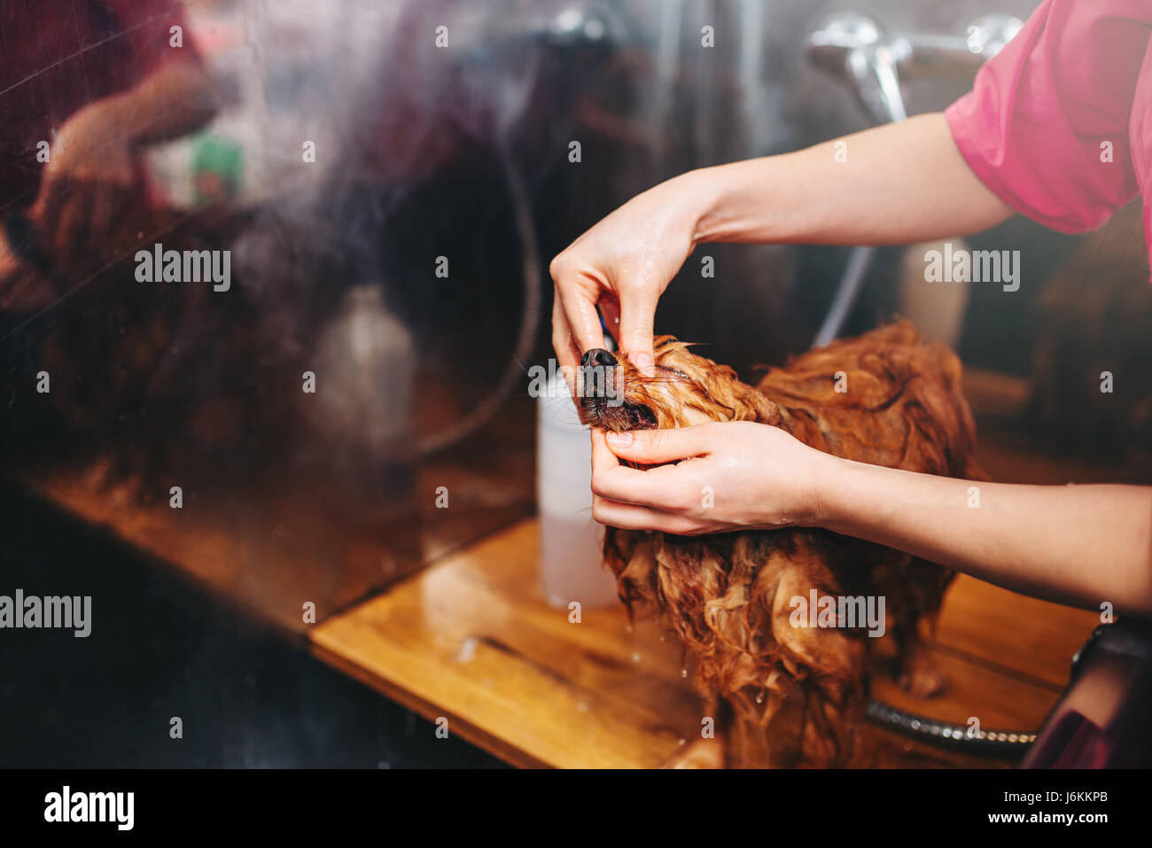 Hundefriseur Hände, arbeiten mit kleinen Hund Welpen in Pflege Salon waschen. Professionelle Bräutigam und Frisur für Haustiere Stockfoto