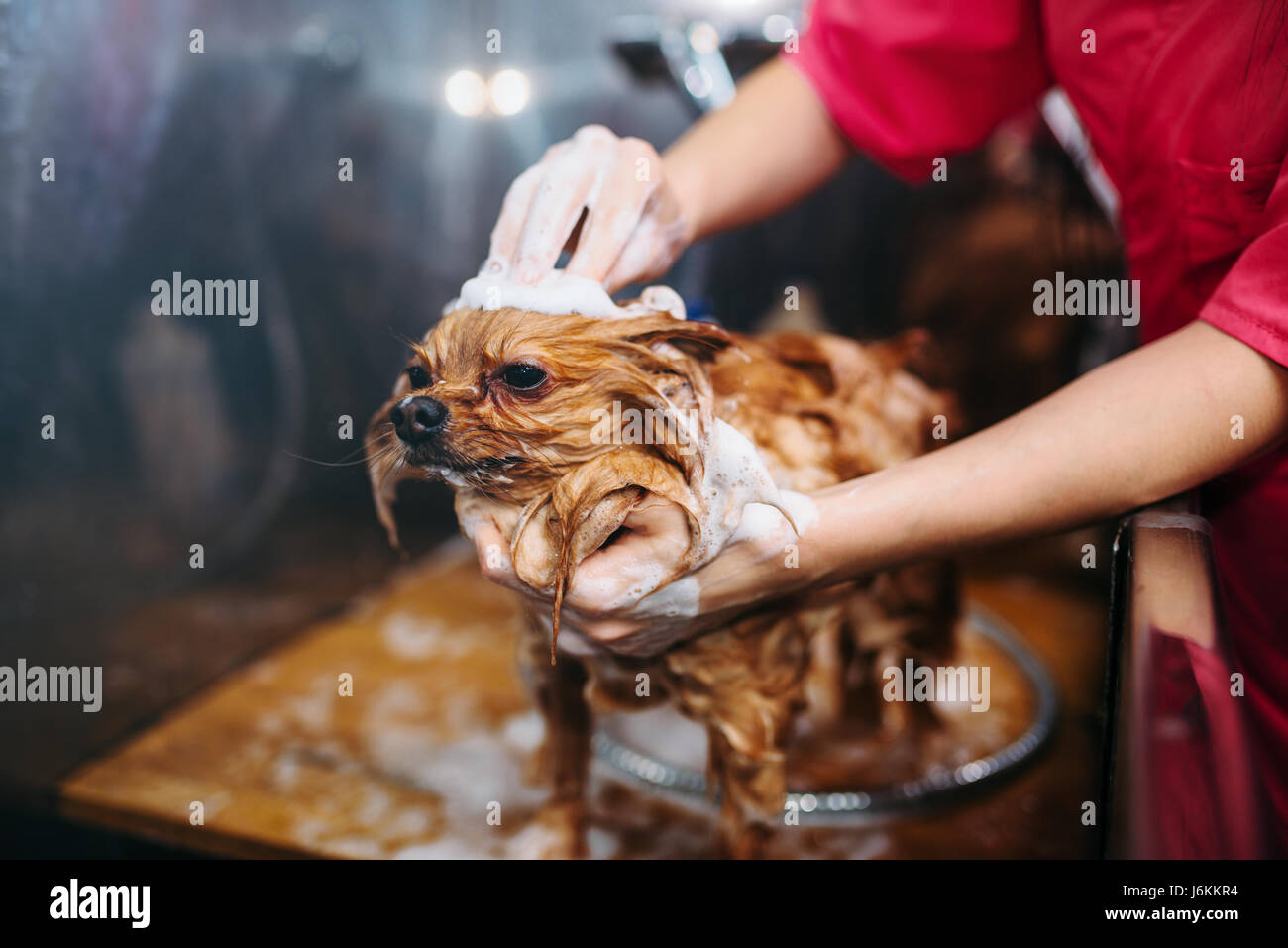Hundefriseur Hände waschen kleiner Hund, Welpe in Pflege Salon. Professionelle Bräutigam und Frisur für Haustiere Stockfoto