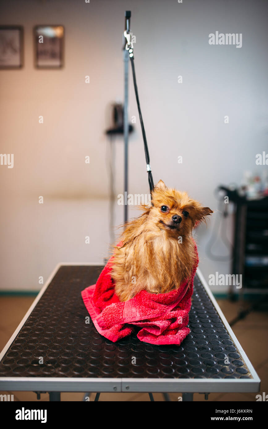 Weibliche Hundefriseur wischt kleiner Hund mit einem Handtuch, Welpen in Pflege Salon waschen. Professionelle Bräutigam und Frisur für Haustiere Stockfoto