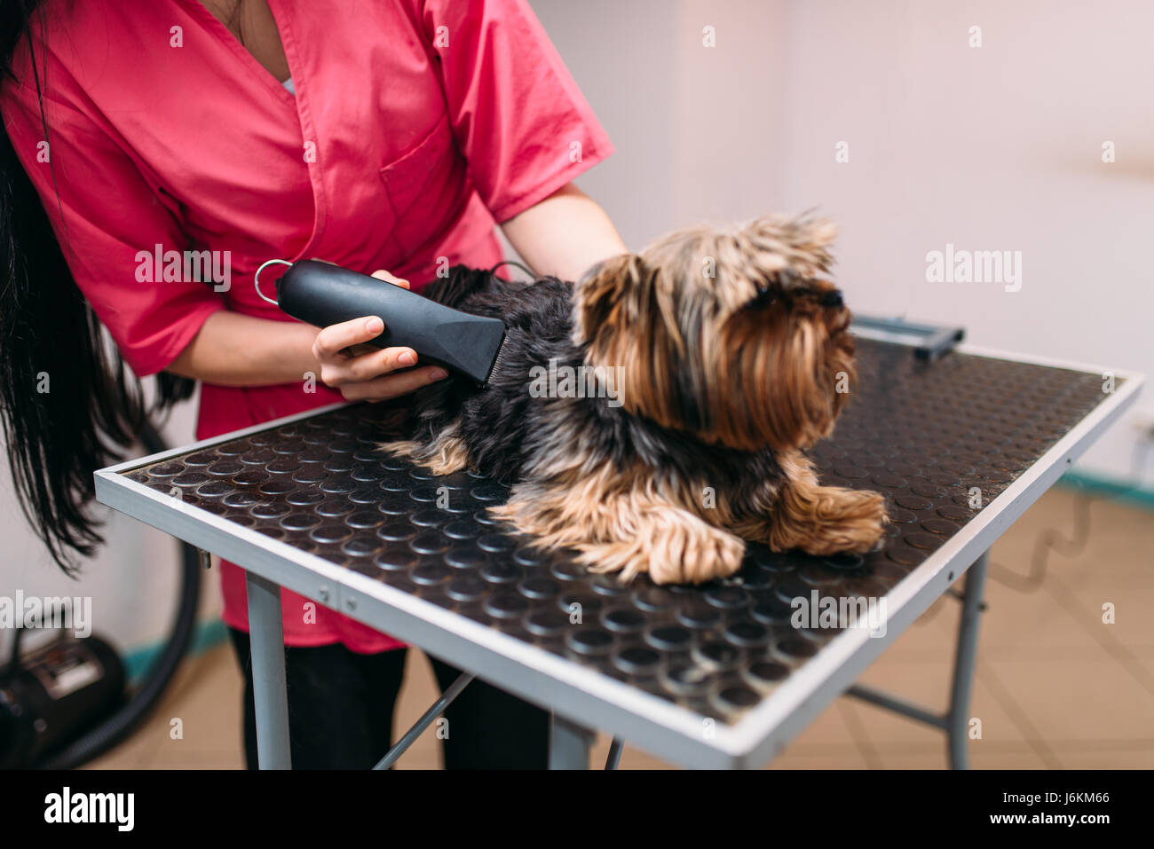 Hundefriseur mit kleinen Hund Frisur Haarschnitt Maschine. Professionelle Pflege und Reinigungs-Service für Haustiere Stockfoto