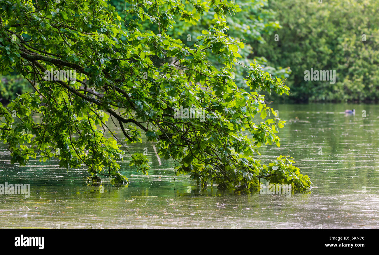 Ruhige Konzept. Baum über aufliegt und auf schmutzige stehendes Wasser auf einem See gefallen. Stockfoto