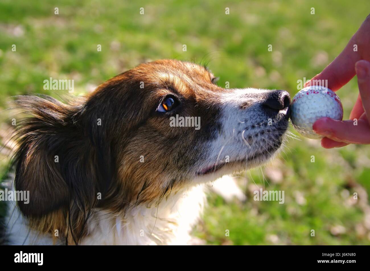 Finger-game-Turnier spielen, spielt gespielten Ball Tier Auge Orgel Hund  Nase Stockfotografie - Alamy