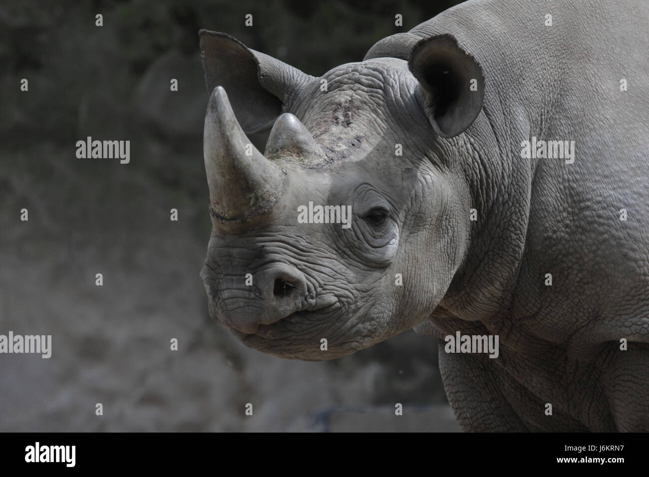 Säugetier Afrika Porträt Horn Nashorn Rhinoceros Säugetier Afrika Porträt Horn rhino Stockfoto