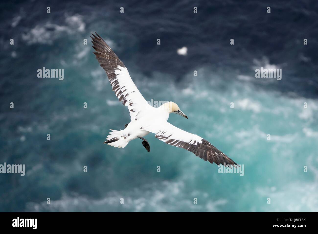 Erwachsenen Basstölpel (Morus Bassanus) fliegen über das Meer und die Klippen, Hermaness, Shetland Islands, Schottland, UK Stockfoto