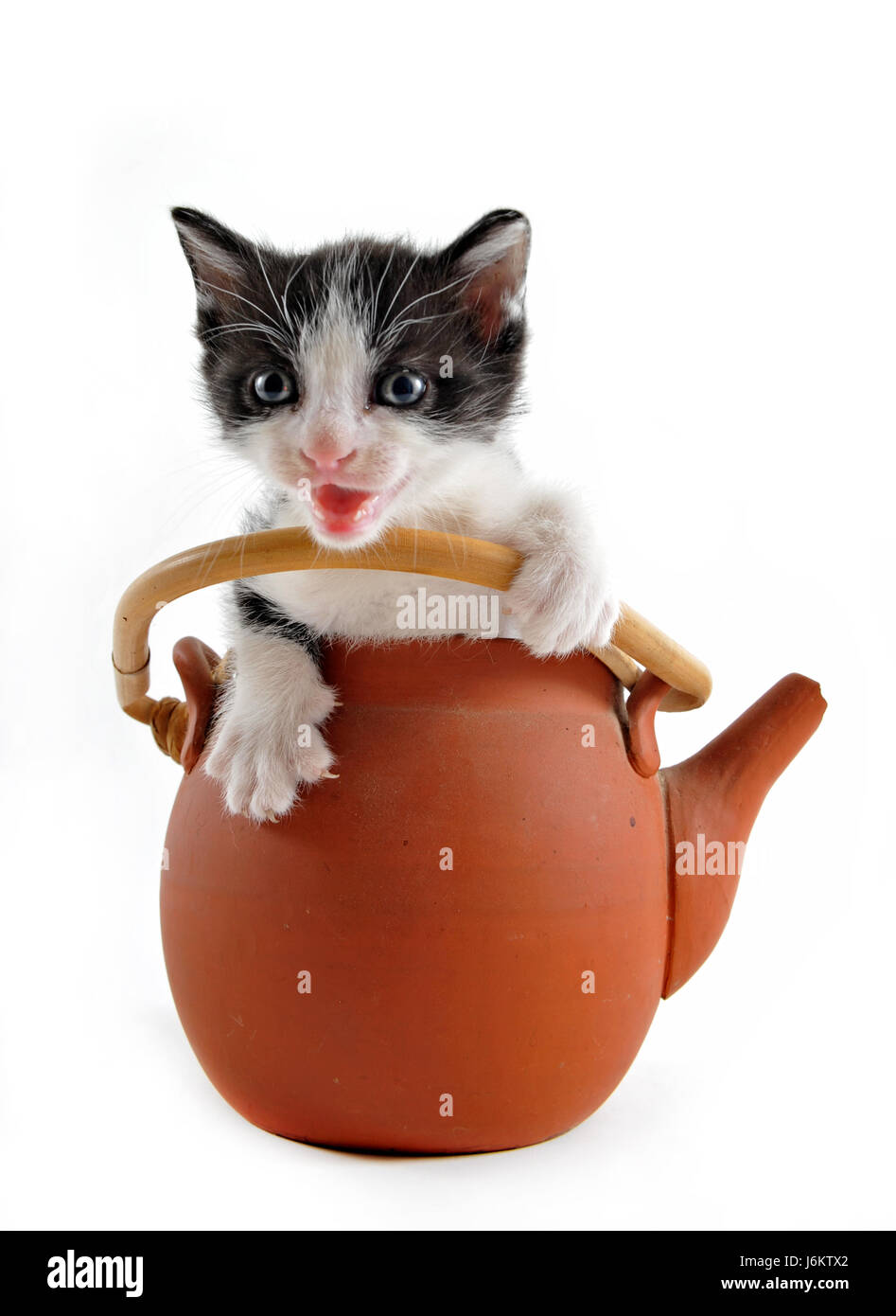 Küche Küche Teekanne Katze Baby Kätzchen Pussycat Katze Hauskatze pan Pfanne Stockfoto