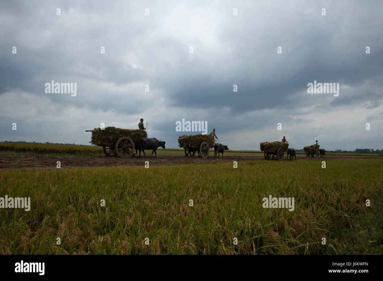 Buffalo-Karren tragen Bündel von Paddy Stiele am Chalanbeel. Natore, Bangladesch. Stockfoto