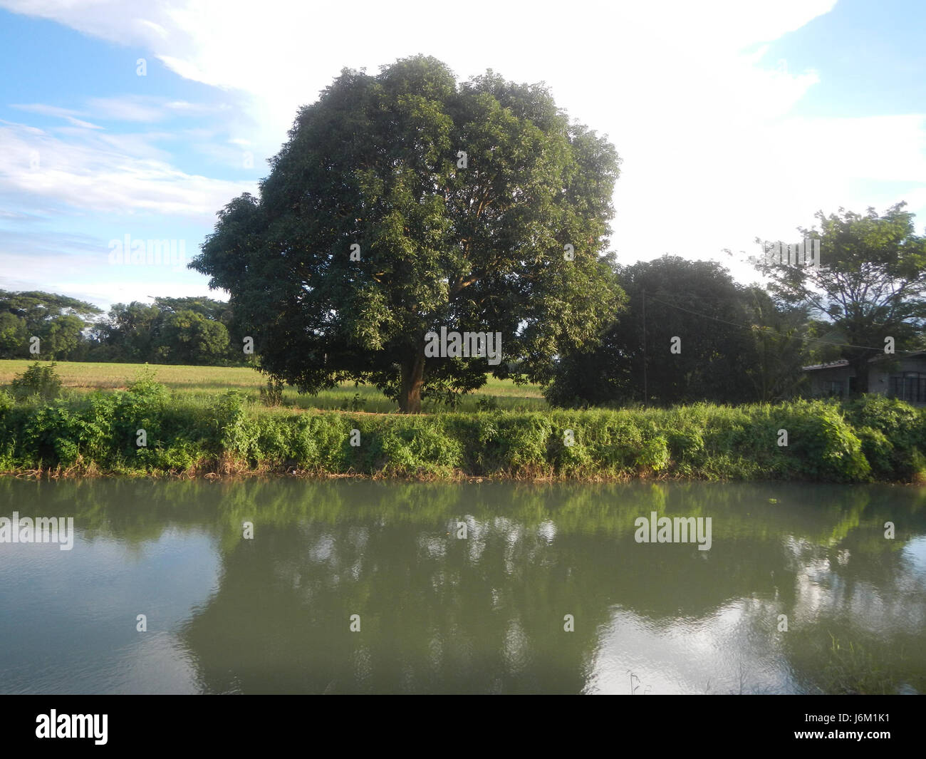 Der Ort, der als Sitio Sakdalan in San Jose, Plaridel, beschrieben wird, weist eine Landschaft mit Reisfeldern, Grasland, Bäumen und Fischteichen auf. Diese Elemente deuten auf ein ländliches und landwirtschaftliches Umfeld hin, wobei der Schwerpunkt auf Reisanbau, Aquakultur und natürlichen Ressourcen liegt. Die Umwelt des Gebiets unterstützt lokale landwirtschaftliche Praktiken und die biologische Vielfalt und trägt so zur Wirtschaft von Plaridel bei. Stockfoto