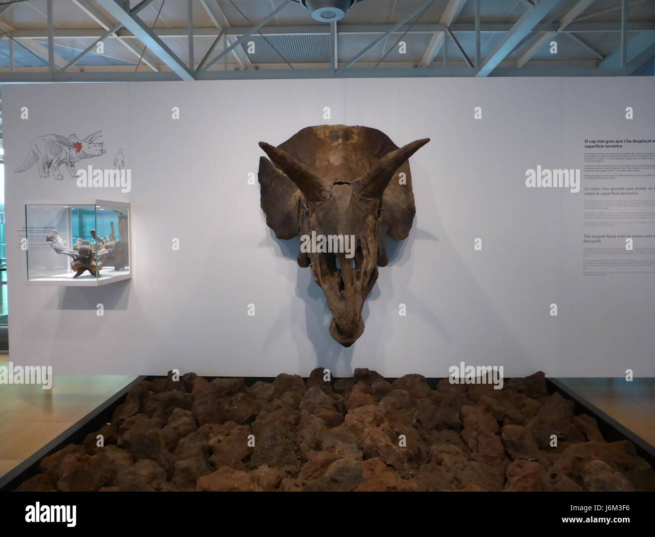 Dieses Bild zeigt einen Triceratops Horridus, der im CosmoCaixa Museum in Barcelona ausgestellt ist. Das Museum zeigt interaktive Exponate zu Wissenschaft, einschließlich der faszinierenden Dinosaurier-Ausstellung. Stockfoto