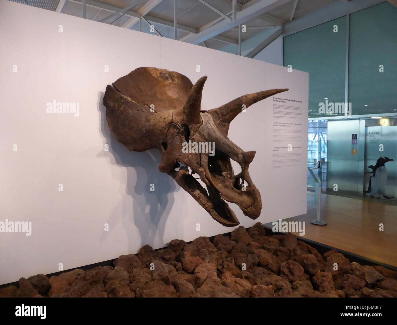 073-Barcelona-Museum-CosmoCaixa-Triceratops-horridus Stockfoto