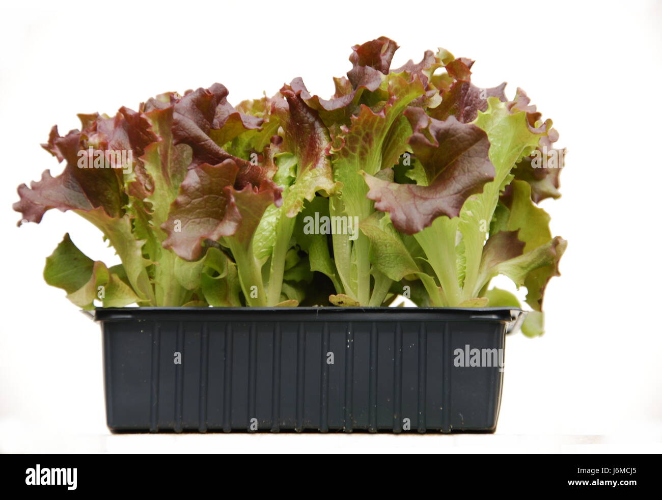 Salat Pflanzen (Lactuca) Stockfoto