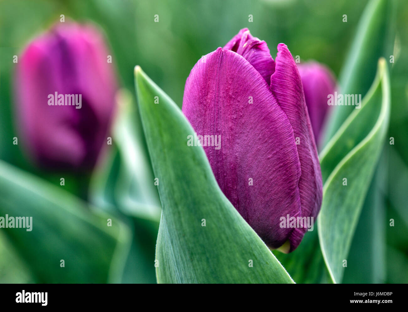 Es ist Zeit Stockfoto