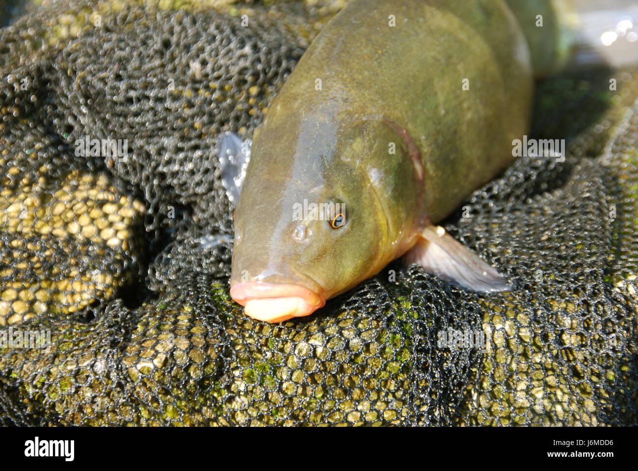 Schleie grünen Fisch Winkel net Schleim Fische Tierarten Fischnetz bedroht Schleie Stockfoto