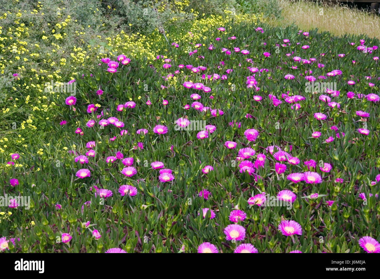 Park Garten Blume Pflanze Feld Gärten kultiviert Wiese Park Garten Blume Pflanze Stockfoto
