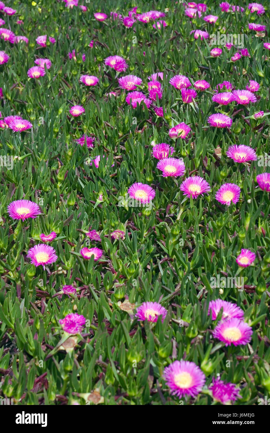 Blumenmeer, Portugal, portimao Stockfoto