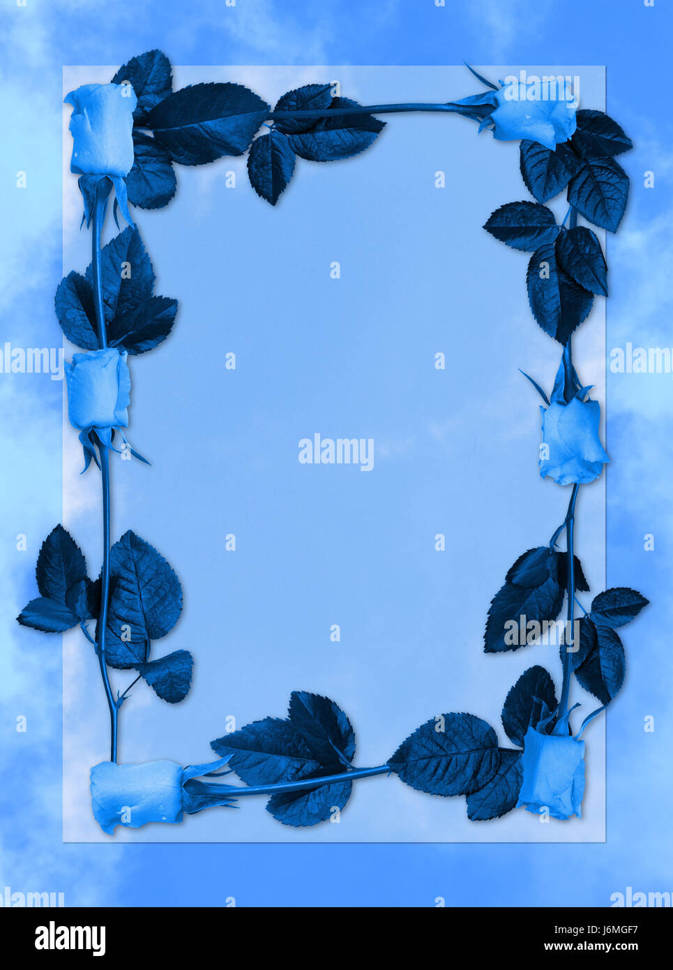 blaue Blume Blumen Pflanzen Rosen Hintergrund Hintergrund Rahmen Rahmen blau Stockfoto