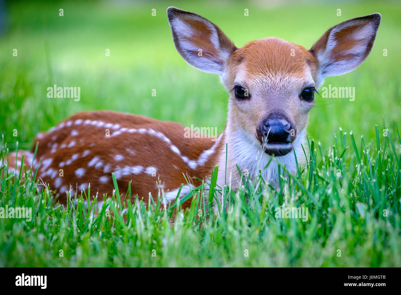 Odocoileus virginianus, Weißschwanzhirsch, süßes Rehkitz aus nächster Nähe, Neugeborenes, in die Kamera schauen, sich im Gras verstecken, Überlebensverhalten, London, Ontario. Stockfoto