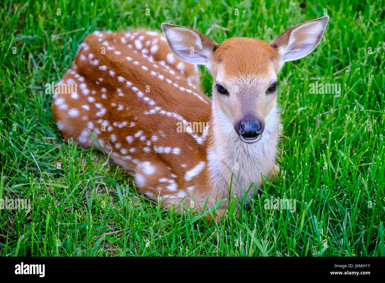 Odocoileus virginianus, Weißschwanzhirsch, süßes Rehkitz aus der Nähe, Neugeborenes, versteckt sich im Gras, Überlebensverhalten, London, Ontario. Stockfoto