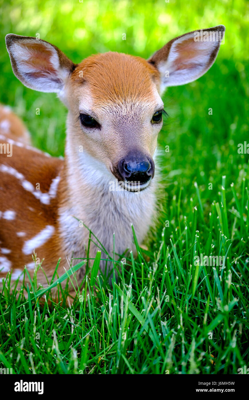 Odocoileus virginianus, Weißschwanzhirsch, süßes Rehkitz aus nächster Nähe, Neugeborenes, in die Kamera schauen, sich im Gras verstecken, Überlebensverhalten, London, Ontario. Stockfoto