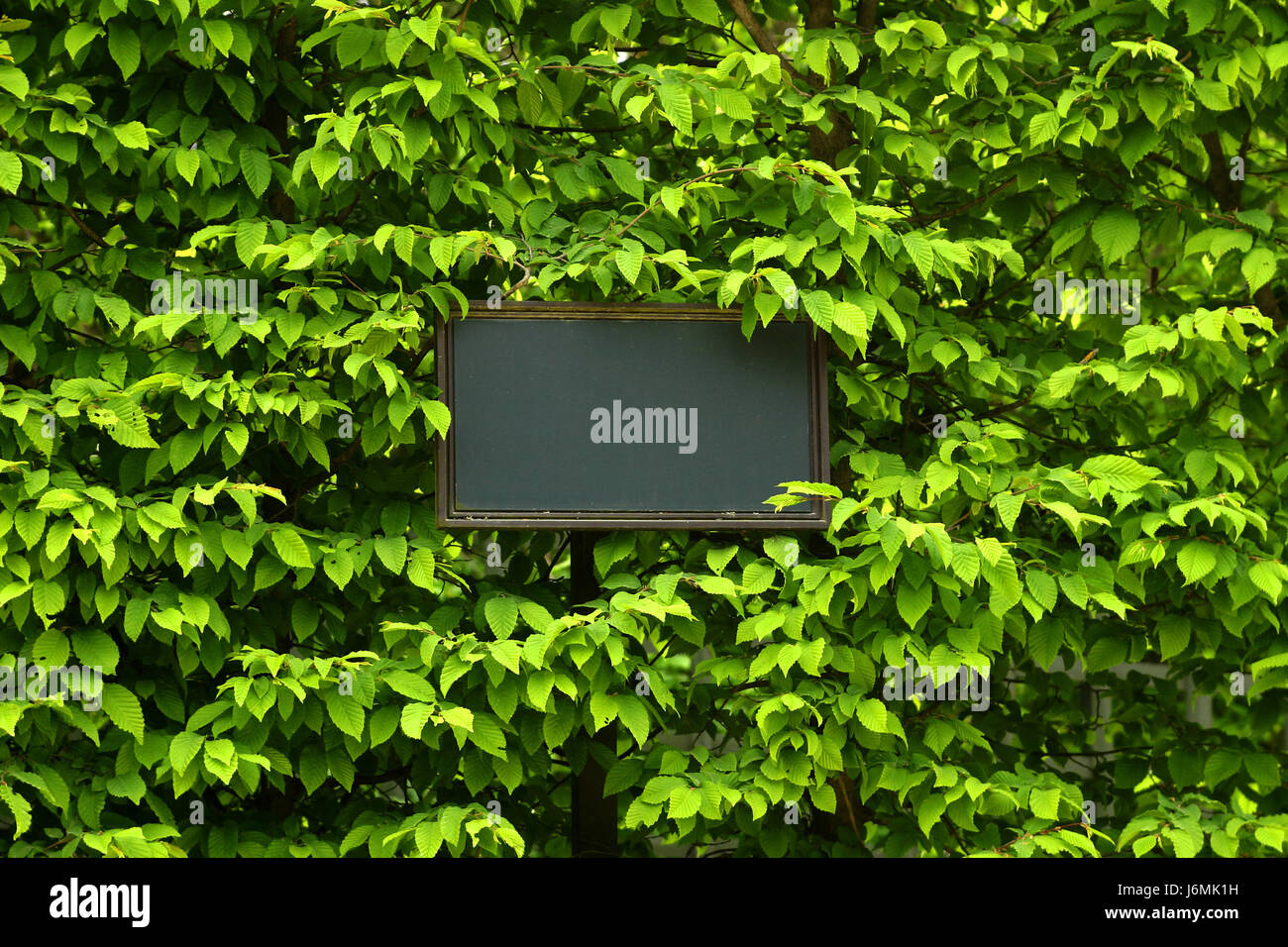 Blatt grün Ökologie statt Text Label Hintergrund Hintergrund Info schreiben schrieb Stockfoto