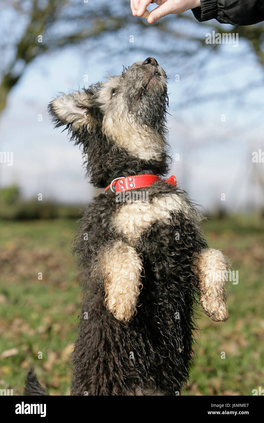 zu sitzen und betteln Stockfoto