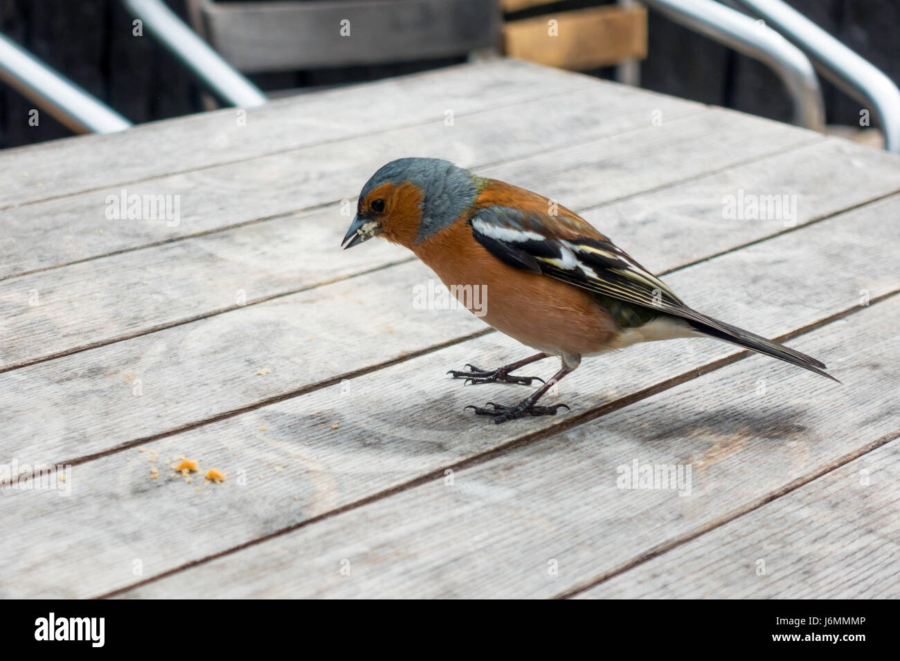Eine männliche gemeinsame Buchfink Fringilla Coelebs Essen Krümel auf ein Café im freien Tisch North Yorkshire England UK Stockfoto
