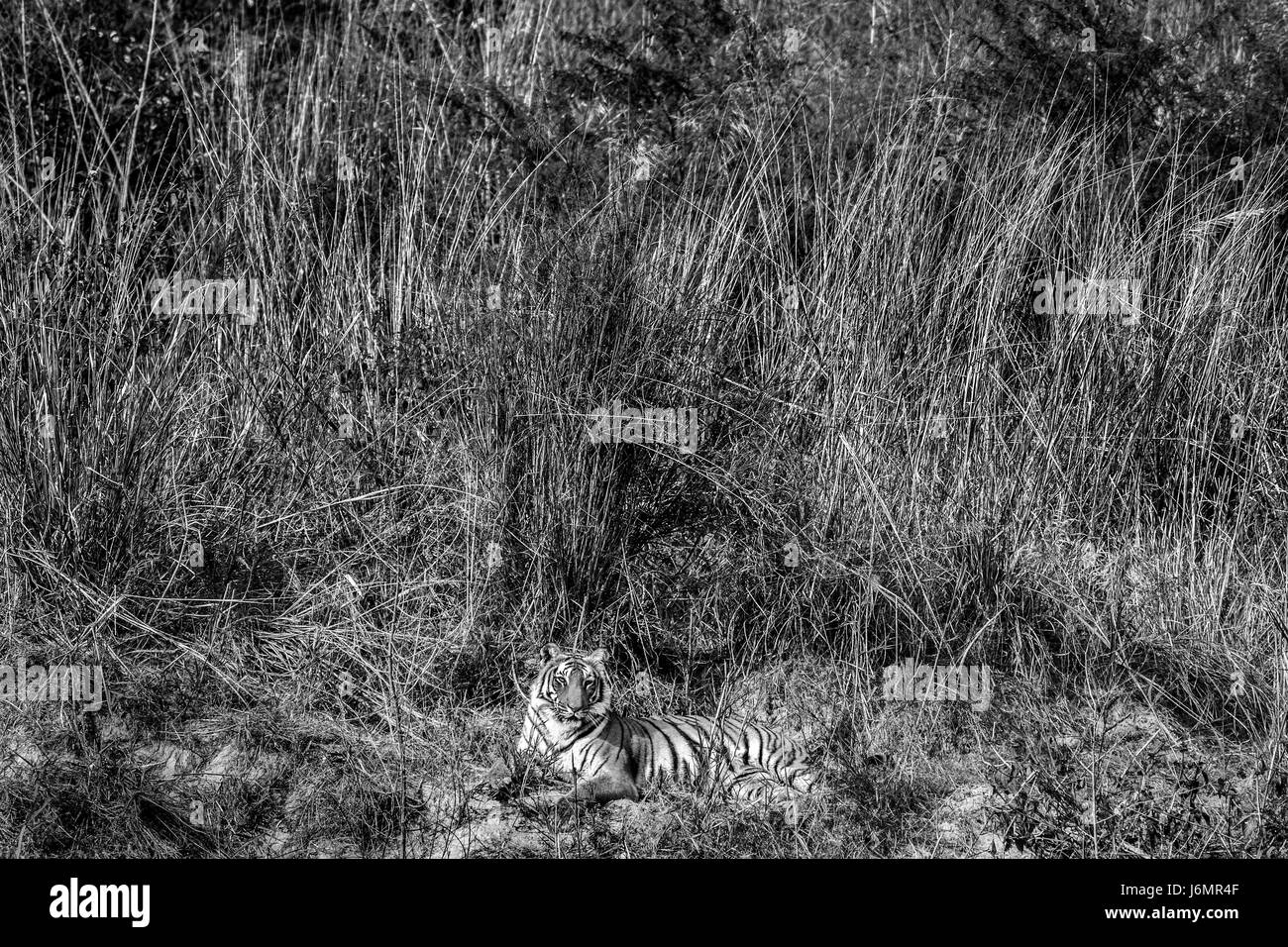 Tiger, Sonnenbaden Stockfoto