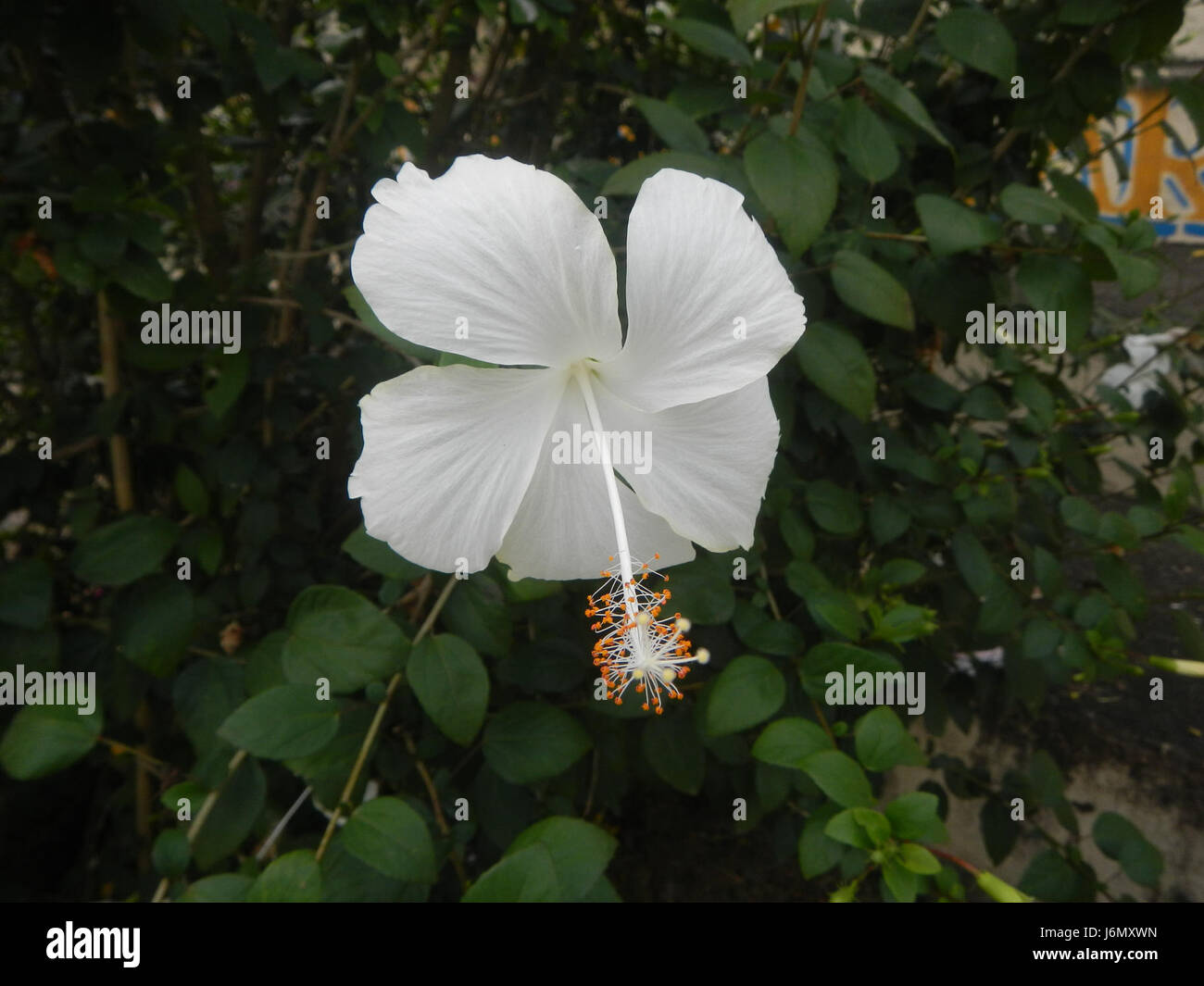 Dies bezieht sich auf eine Sorte von Hibiscus rosa-sinensis, insbesondere die weiße Sorte, die für Gartenbauzwecke verwendet wird und wahrscheinlich Teil einer Studie oder eines Katalogs über Pflanzensorten ist. Stockfoto